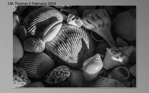 Macro Shells Feb 2024-31.jpg